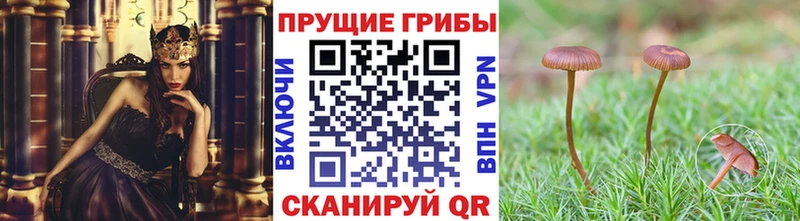 blacksprut как войти  Поворино  Псилоцибиновые грибы мухоморы 